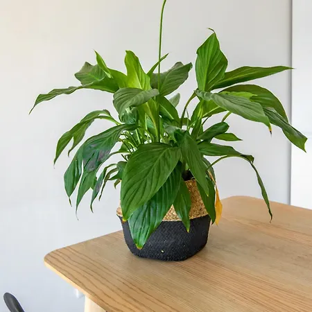 Bright In Apartment *